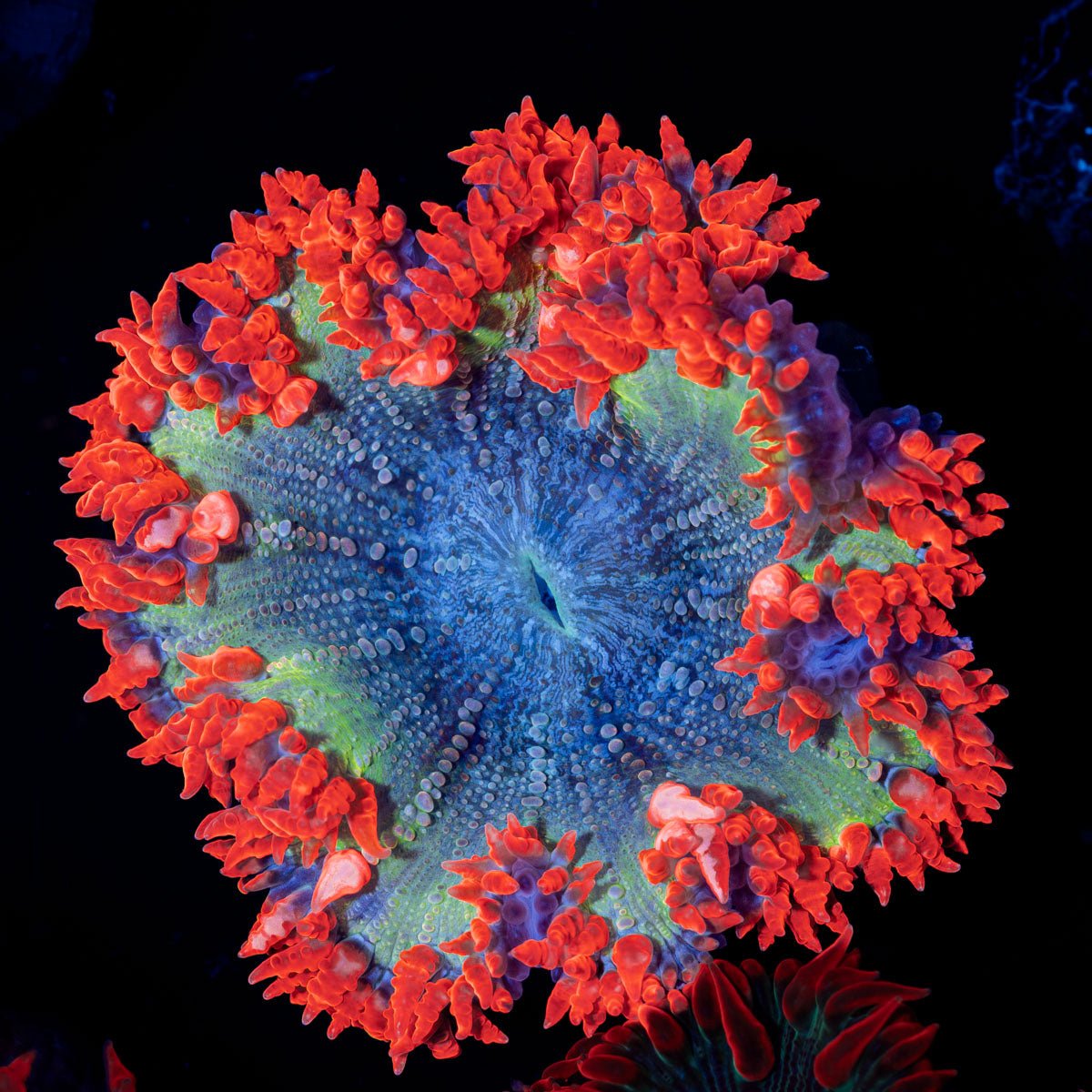 Ultra Rock Flower Anemone with colorful oral disc in reef aquarium