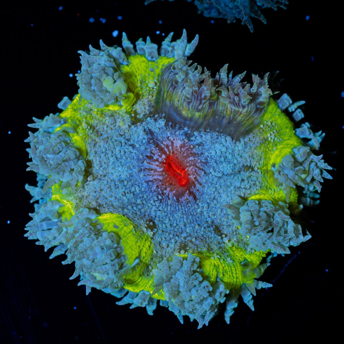 Ultra Rock Flower Anemone with colorful oral disc in reef aquarium