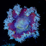 Ultra Rock Flower Anemone with colorful oral disc in reef aquarium