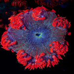 Ultra Rock Flower Anemone with colorful oral disc in reef aquarium