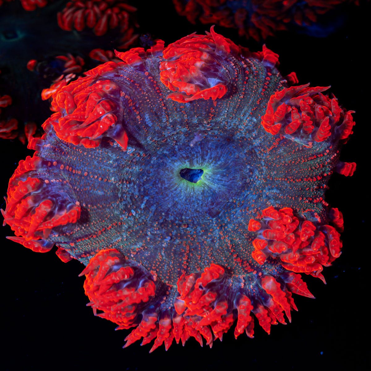 Ultra Rock Flower Anemone with colorful oral disc in reef aquarium