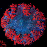 Ultra Rock Flower Anemone with colorful oral disc in reef aquarium