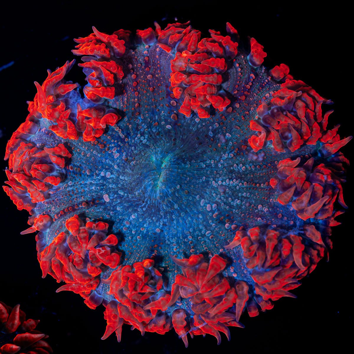 Ultra Rock Flower Anemone with colorful oral disc in reef aquarium
