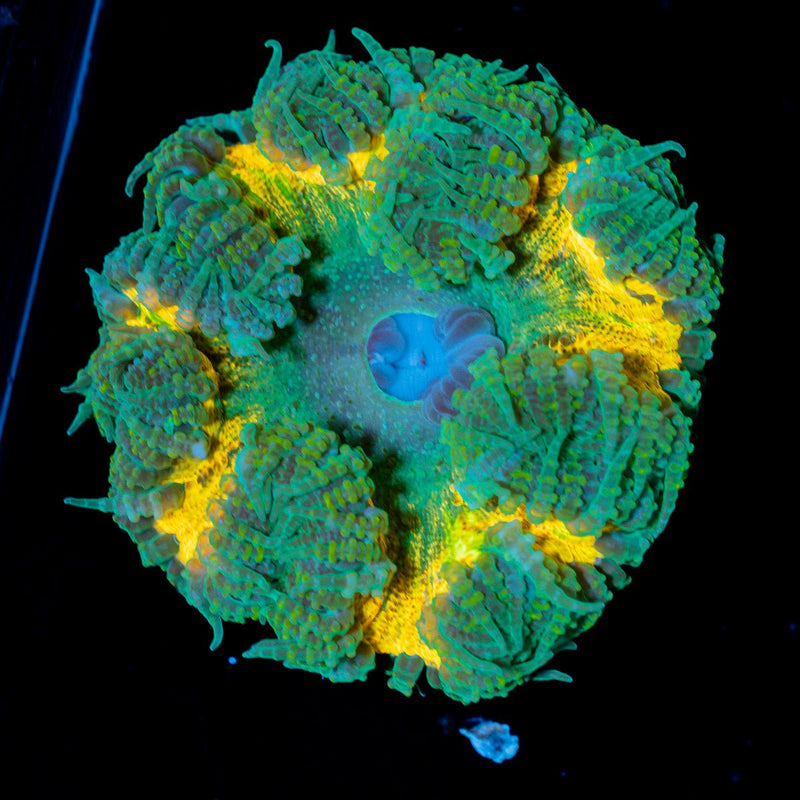 Ultra Rock Flower Anemone with colorful oral disc in reef aquarium