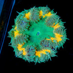 Ultra Rock Flower Anemone with colorful oral disc in reef aquarium