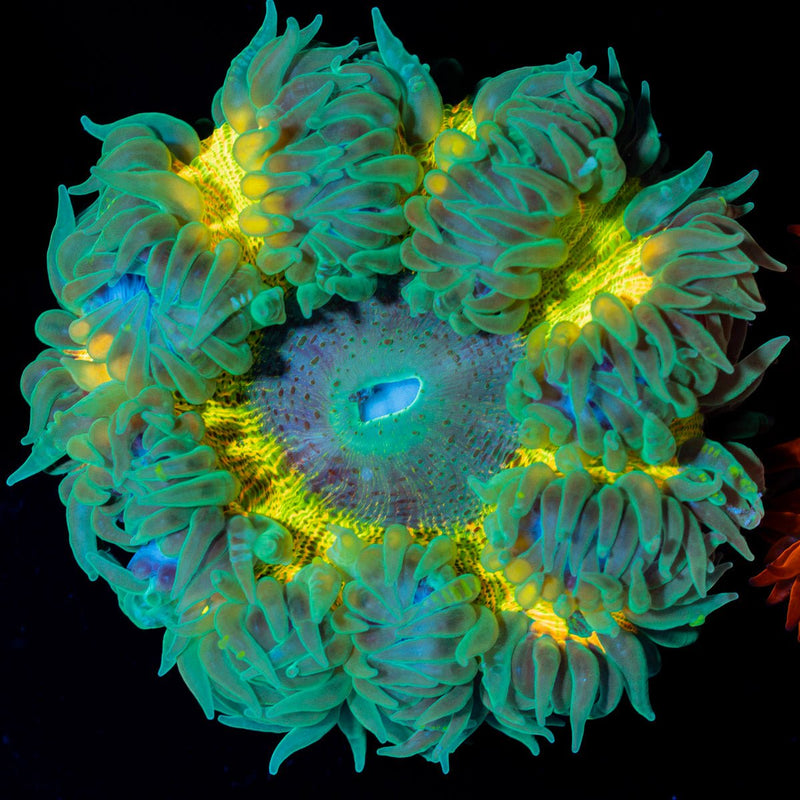 Ultra Rock Flower Anemone