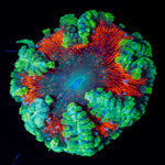 Ultra Rock Flower Anemone with colorful oral disc in reef aquarium