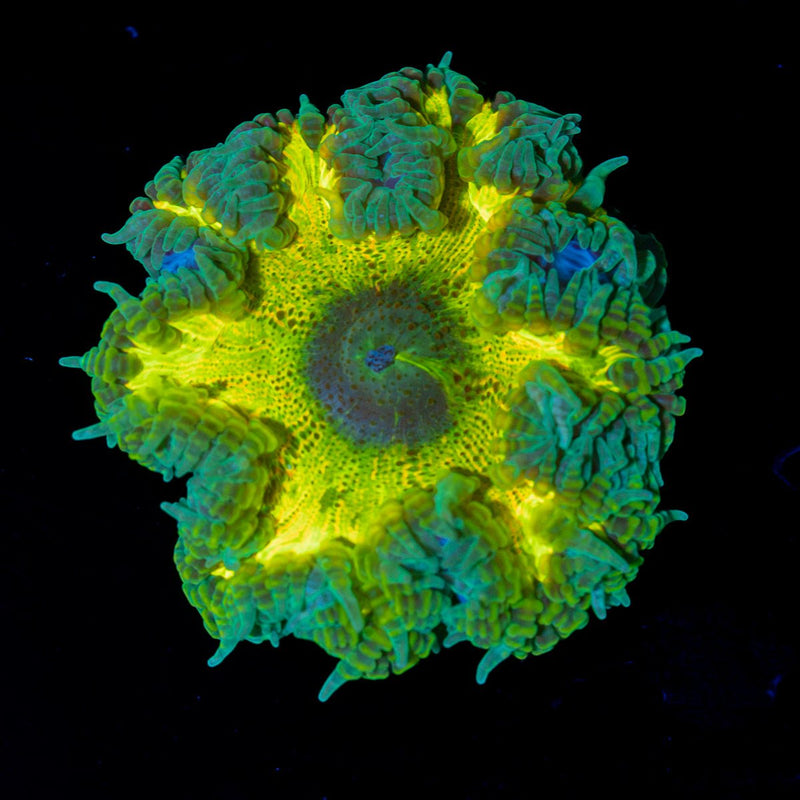 Ultra Rock Flower Anemone with colorful oral disc in reef aquarium