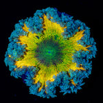 Ultra Rock Flower Anemone with colorful oral disc in reef aquarium