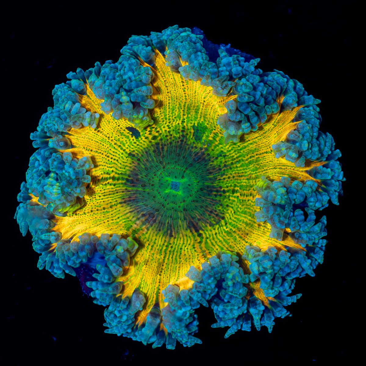 Ultra Rock Flower Anemone with colorful oral disc in reef aquarium
