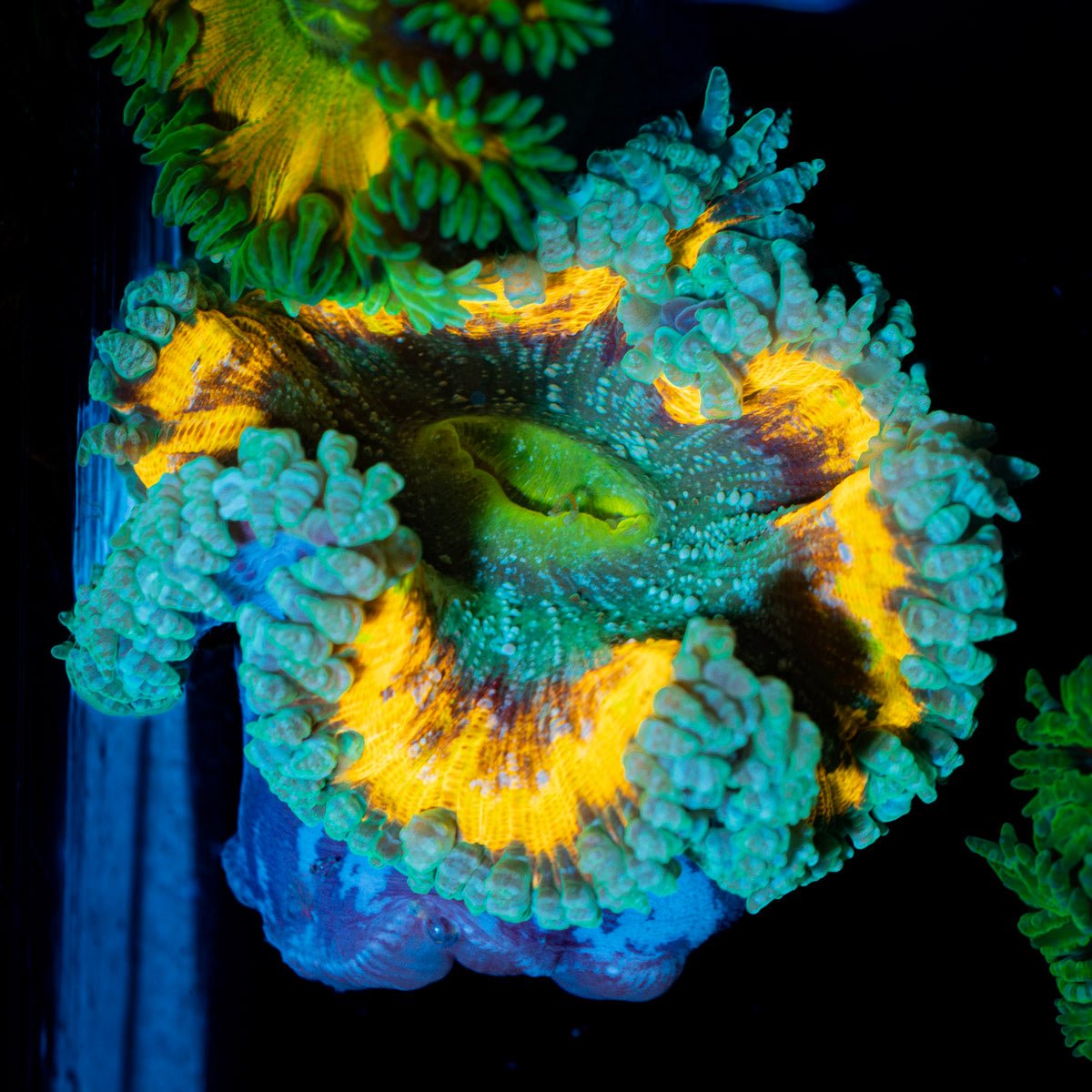 Ultra Rock Flower Anemone with colorful oral disc in reef aquarium