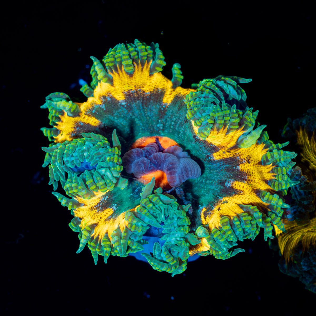 Ultra Rock Flower Anemone with colorful oral disc in reef aquarium