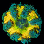 Ultra Rock Flower Anemone with colorful oral disc in reef aquarium