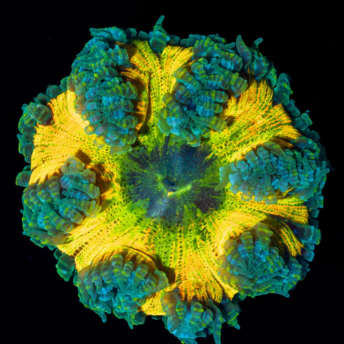 Ultra Rock Flower Anemone with colorful oral disc in reef aquarium