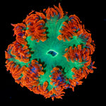 Ultra Rock Flower Anemone with colorful oral disc in reef aquarium