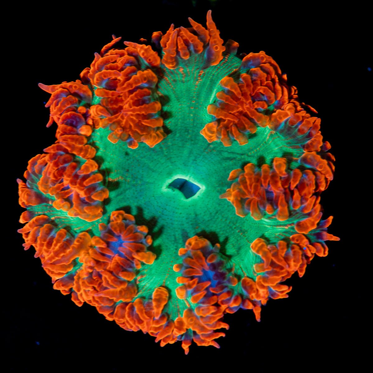 Ultra Rock Flower Anemone with colorful oral disc in reef aquarium