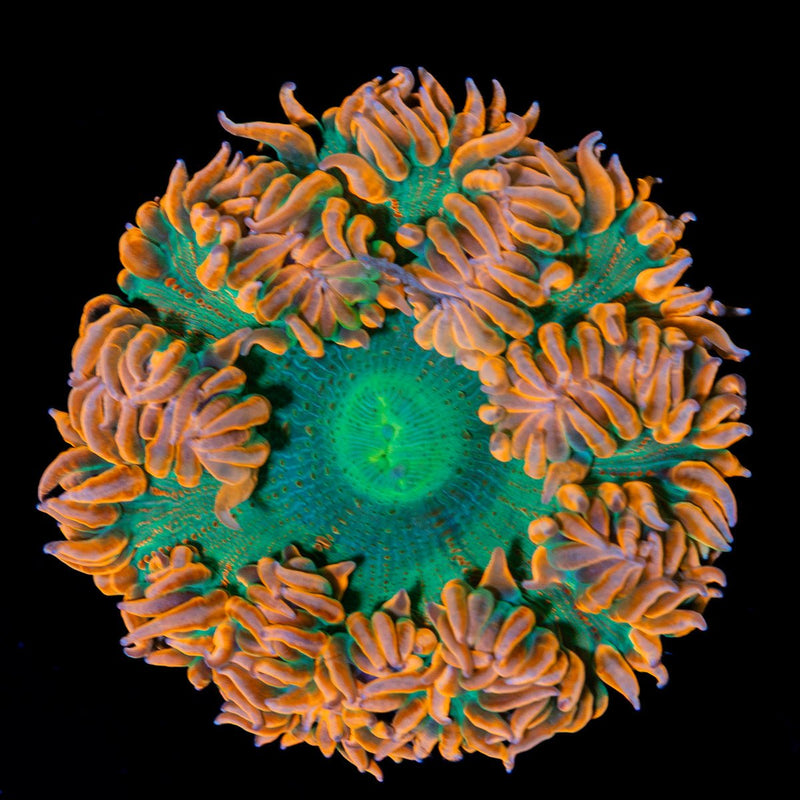 Ultra Rock Flower Anemone with colorful oral disc in reef aquarium