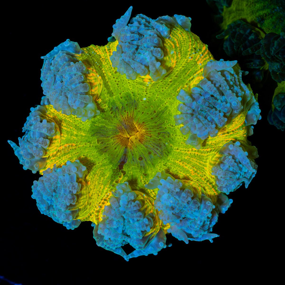 Ultra Rock Flower Anemone with colorful oral disc in reef aquarium