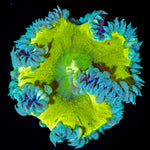 Ultra Rock Flower Anemone with colorful oral disc in reef aquarium