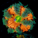 Ultra Rock Flower Anemone with colorful oral disc in reef aquarium