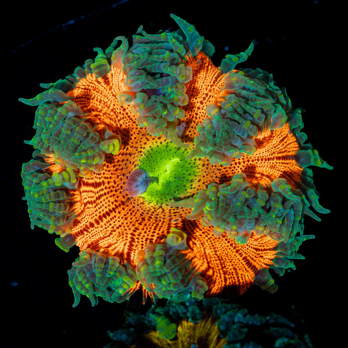 Ultra Rock Flower Anemone with colorful oral disc in reef aquarium
