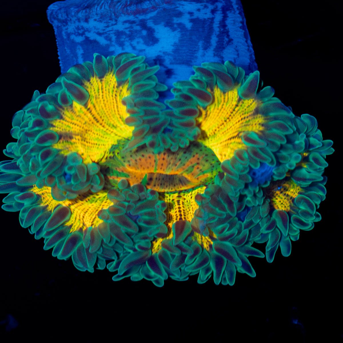 Ultra Rock Flower Anemone with colorful oral disc in reef aquarium