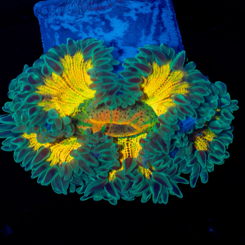 Ultra Rock Flower Anemone with colorful oral disc in reef aquarium