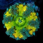 Ultra Rock Flower Anemone with colorful oral disc in reef aquarium