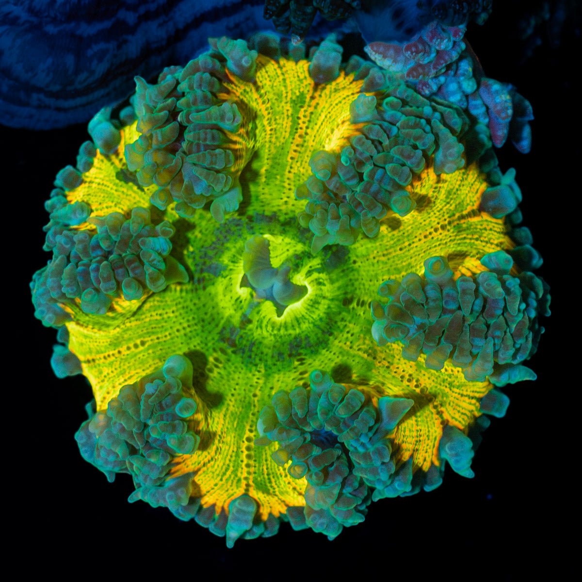 Ultra Rock Flower Anemone with colorful oral disc in reef aquarium