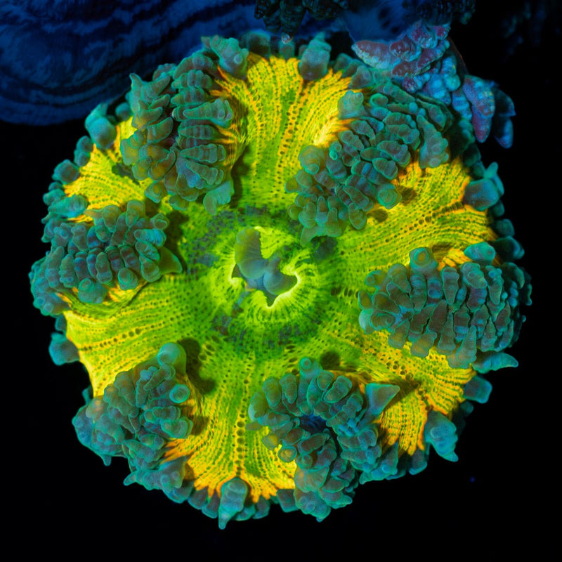 Ultra Rock Flower Anemone with colorful oral disc in reef aquarium