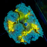 Ultra Rock Flower Anemone with colorful oral disc in reef aquarium