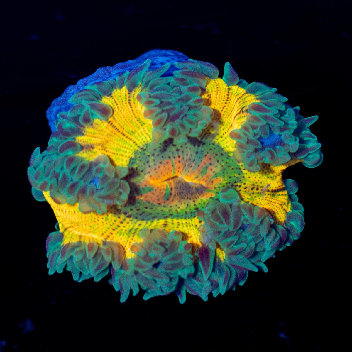Ultra Rock Flower Anemone with colorful oral disc in reef aquarium