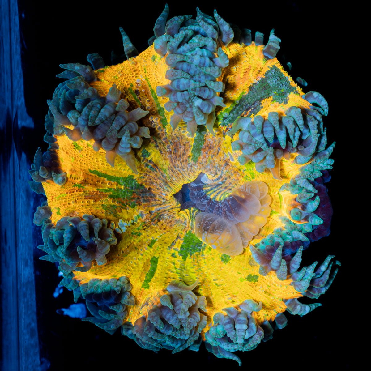 Ultra Rock Flower Anemone with colorful oral disc in reef aquarium