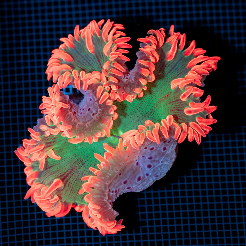 Ultra Rock Flower Anemone with colorful oral disc in reef aquarium