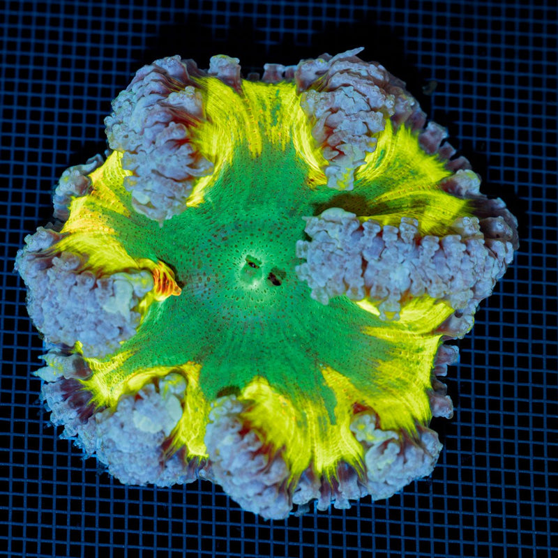 Ultra Rock Flower Anemone with colorful oral disc in reef aquarium