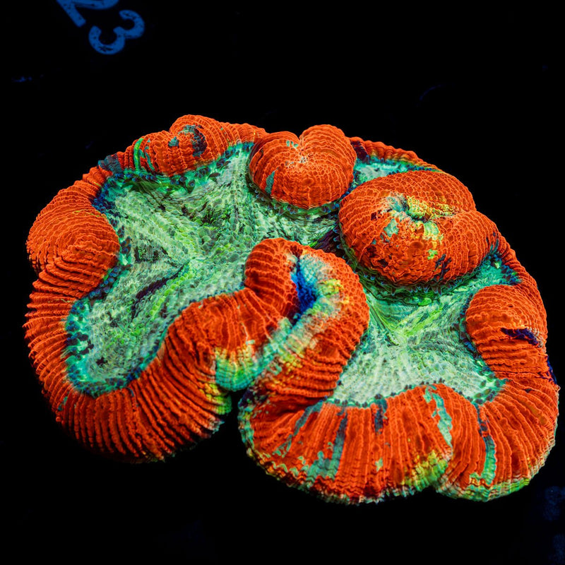 Ultra Trachyphyllia Coral with fleshy open polyp in reef aquarium