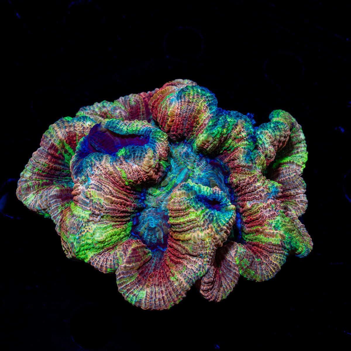 Ultra Trachyphyllia Coral with fleshy open polyp in reef aquarium