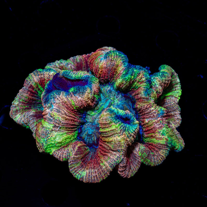 Ultra Trachyphyllia Coral with fleshy open polyp in reef aquarium
