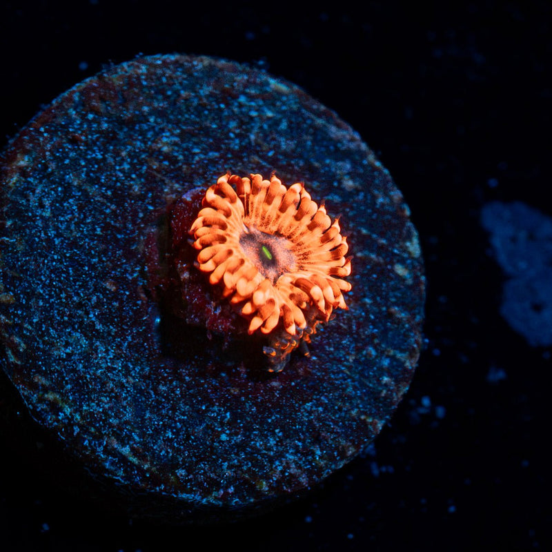 Utter Chaos Zoanthid Coral