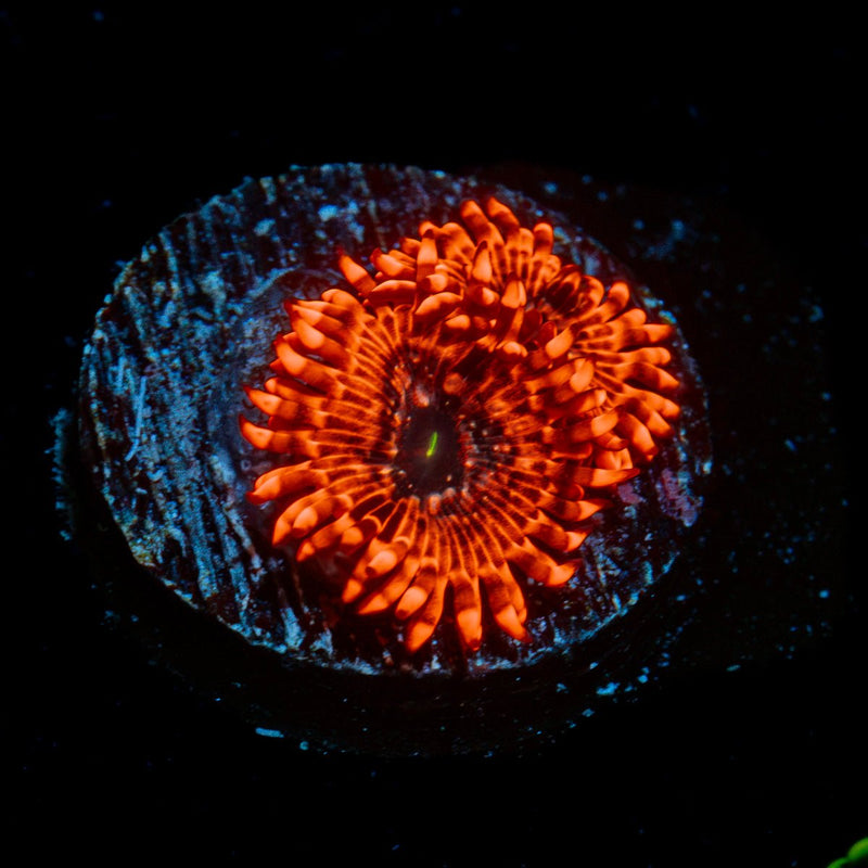 Utter Chaos Zoanthid Coral colony growth in reef aquarium