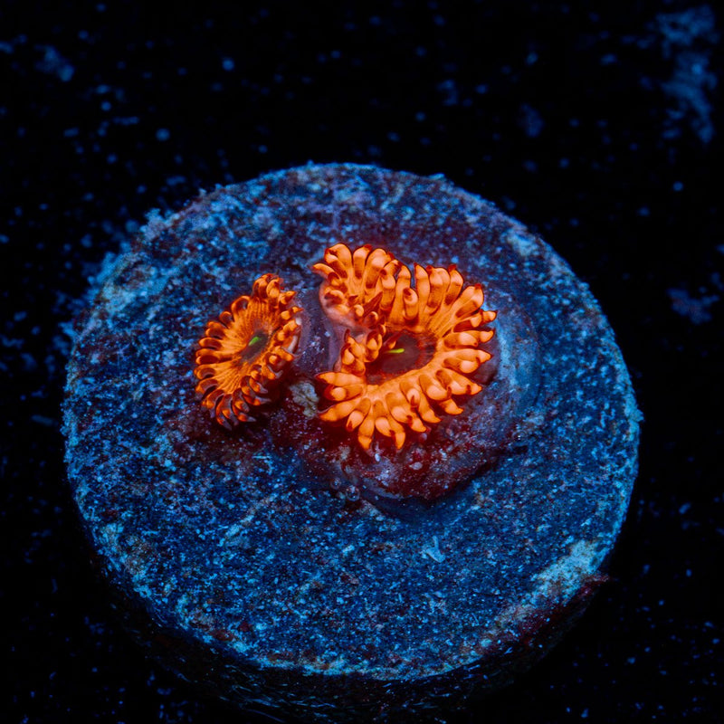 Utter Chaos Zoanthid Coral colony growth in reef aquarium