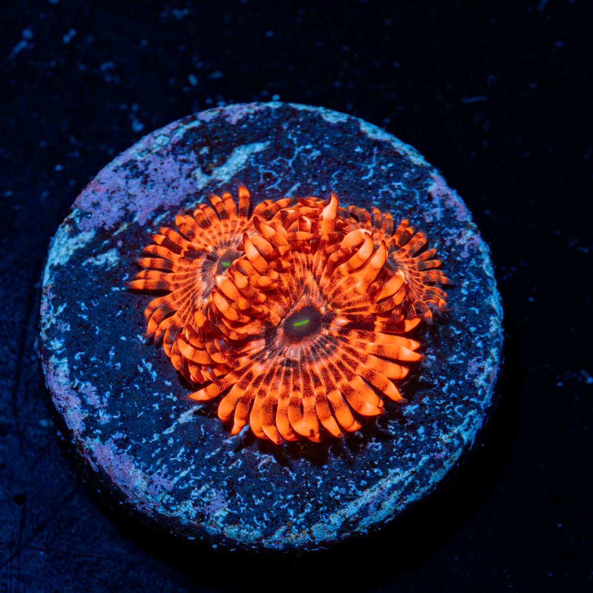 Utter chaos Zoanthid Coral colony growth in reef aquarium