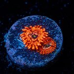 Utter Chaos Zoanthid Coral with colony growth in reef aquarium
