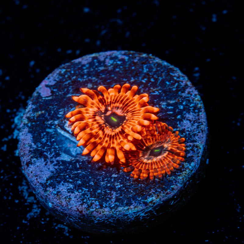 Utter Chaos Zoanthid Coral with colony growth in reef aquarium