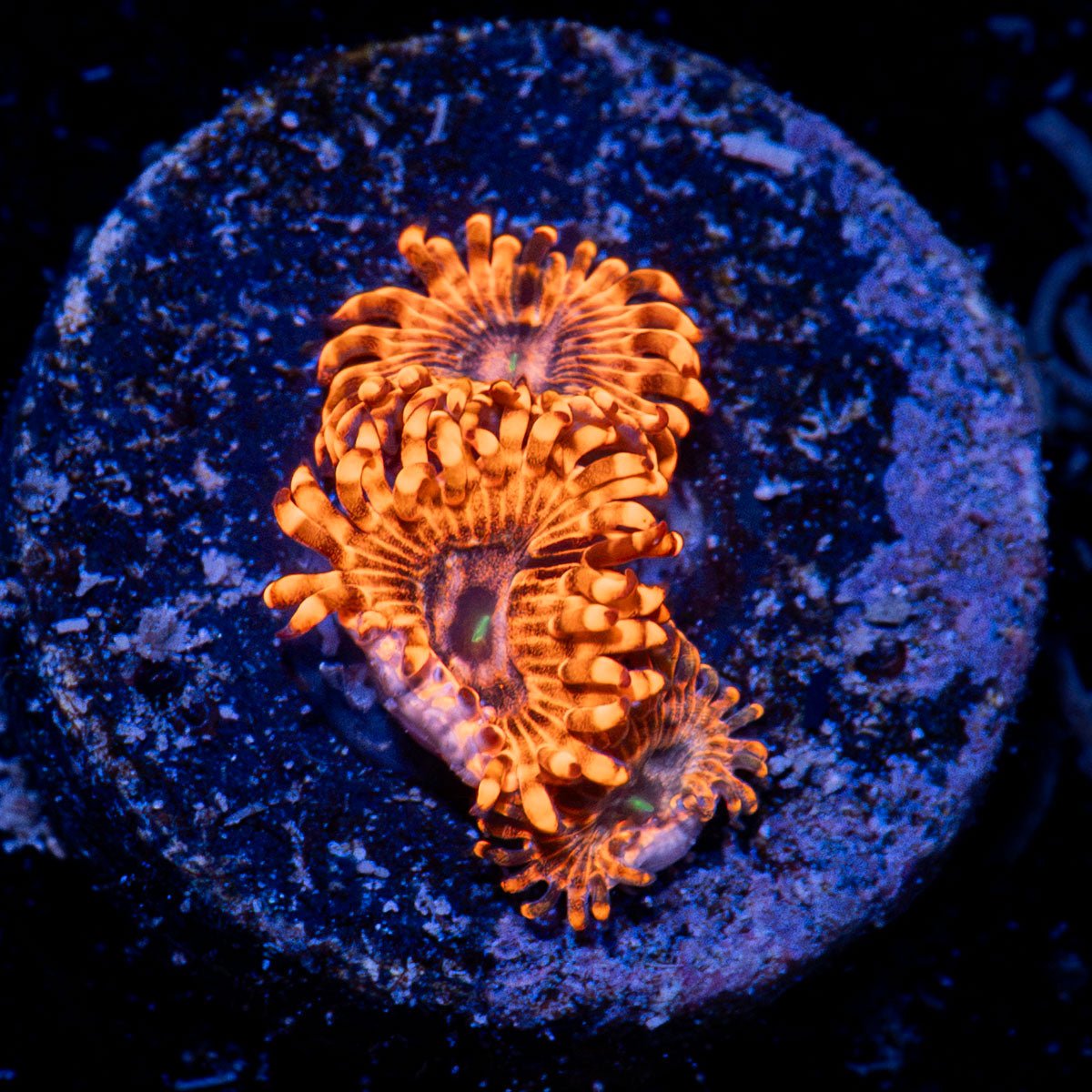 Utter Chaos Zoanthid Coral with colony growth in reef aquarium