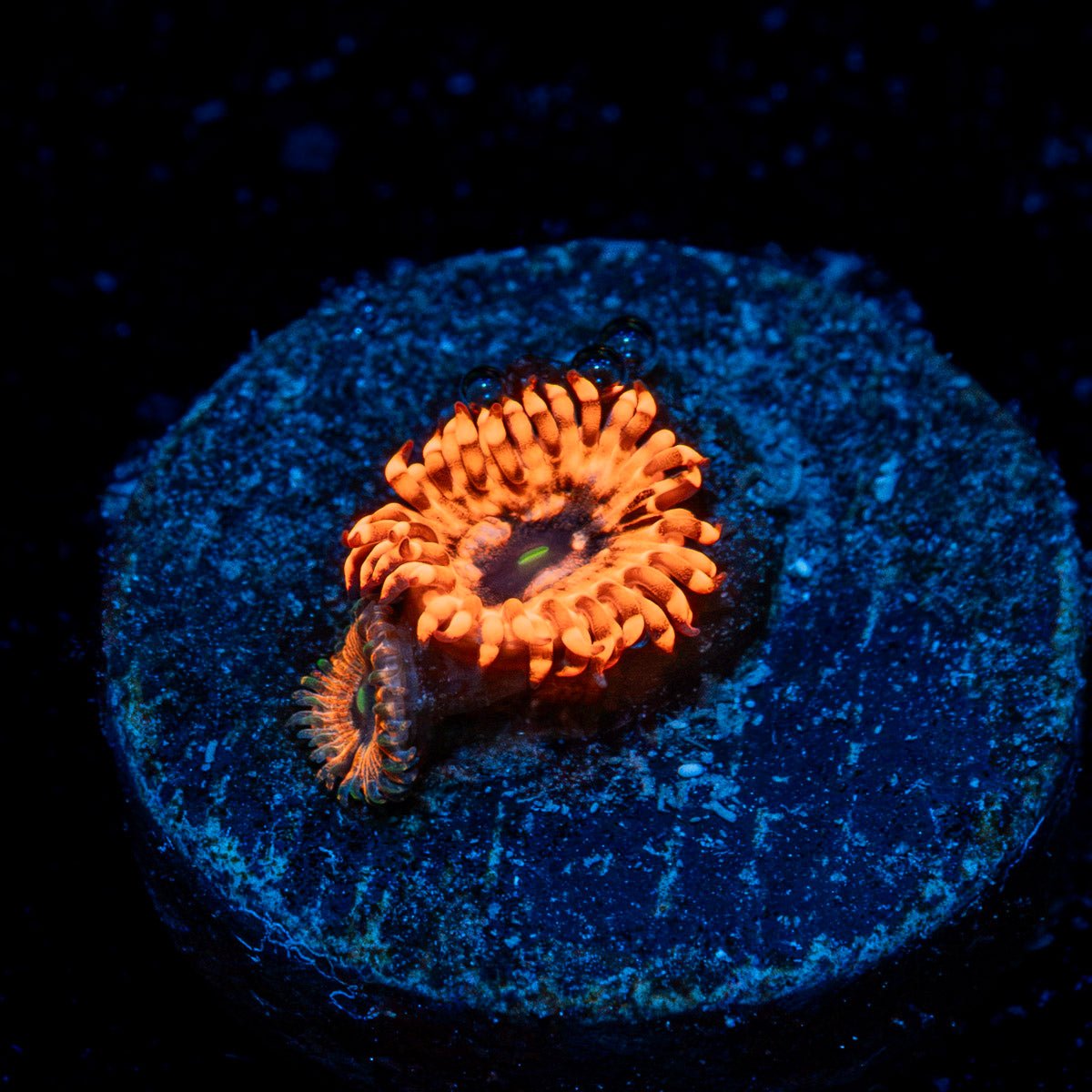 Utter Chaos Zoanthid Coral colony growth in reef aquarium
