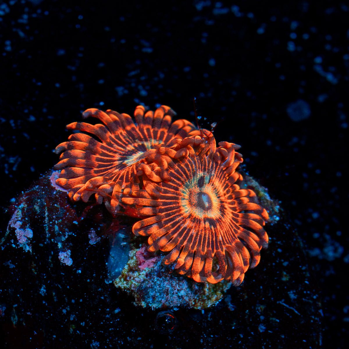 Utter Peace Zoanthid Coral with colony growth in reef aquarium