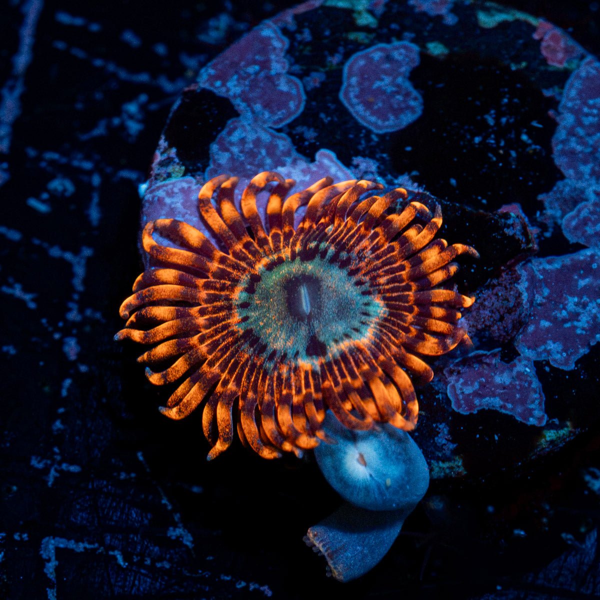 Utter Peace Zoanthid Coral colony growth in reef aquarium