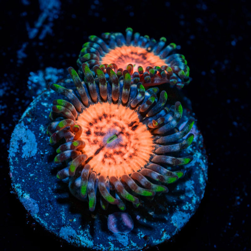 Valkarys Zoanthid Coral
