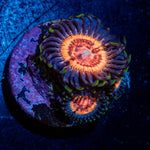 Valkarys Zoanthid Coral with colony growth in reef aquarium